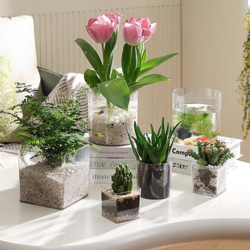 Square Round Transparent Acryl - Aloe Vera Pot review and price
