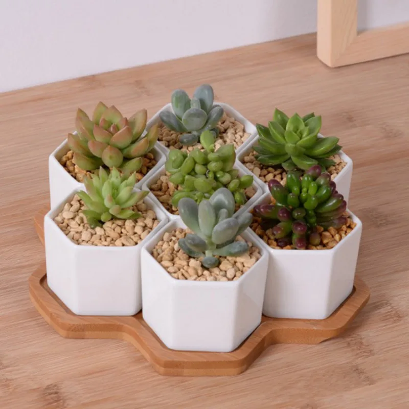 Set of 4/7/9/10 Hexagon Flower - Aloe Vera Pot review and price